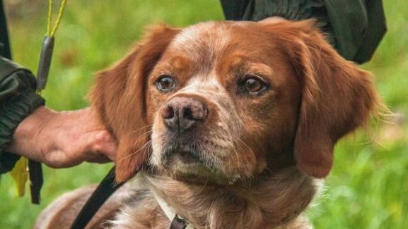 El Campeonato Internacional de Caza Salvaje llega a Valonsadero