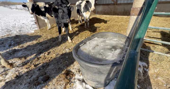 Cold weather affects farm animals and pets as temperatures drop below freezing
