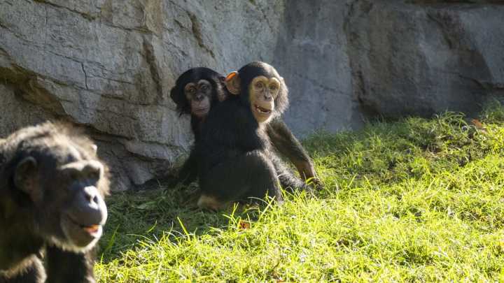 Bioparc Valencia completa con éxito la integración en su familia de Ekon, el chimpancé criado a mano con biberones