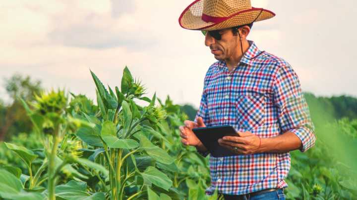 Invasive, Parasitic Plant Detected For The First Time In North America