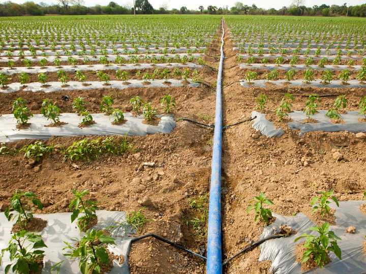 16 lakh Gujarat farmers adopt micro irrigation over 25 lakh hectares in two decades: Govt