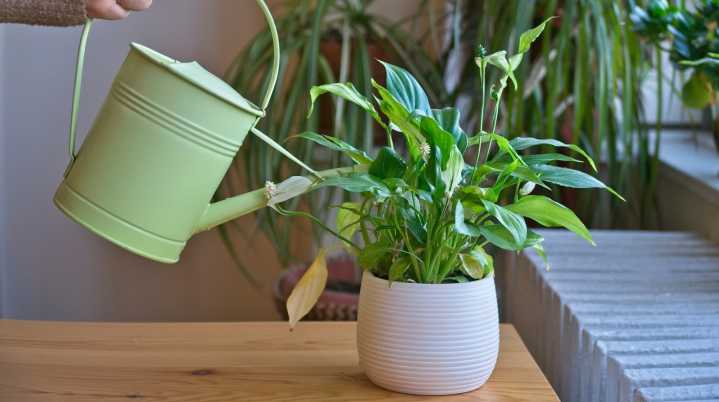 Can You Water Houseplants With Melted Snow? Here's What To Know