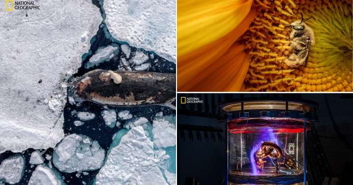 5 images from National Geographic’s Pictures of the Year