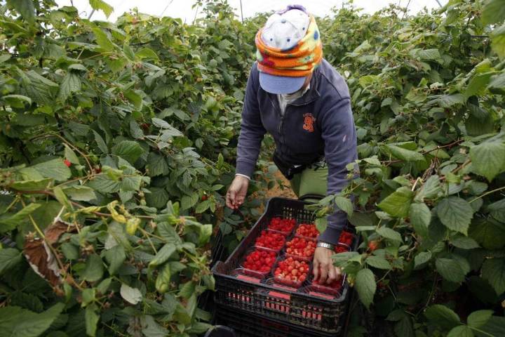 La superficie y producción de frambuesa de Huelva creció en la campaña