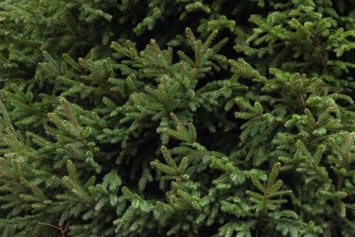 Free Christmas trees, festivities at Las Vegas event