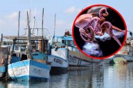 Temporada de captura de pulpo en Yucatán ya supera expectativas