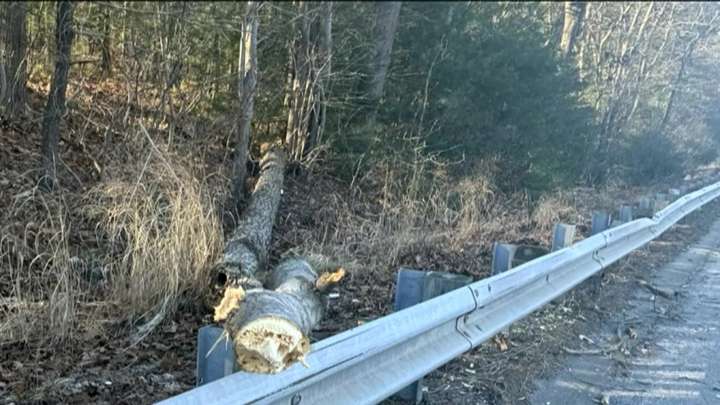 Fallen tree damages two cars in Burlington
