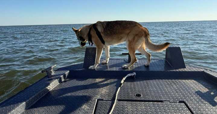 A K-9 located the plane that crashed over Lake Pontchartrain. How the discovery unfolded.