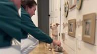 Montana Woman Adopts Three-Legged Dog, But What Happens Next Will Melt Your Heart