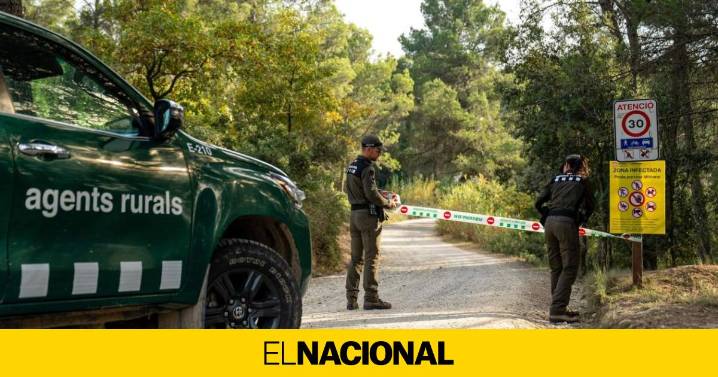 Los efectivos en la zona cero de la peste porcina cierran el perímetro para la captura de jabalíes