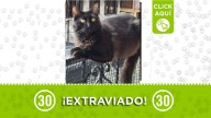 Grecio, un gatico negro, se perdió en Manrique: su familia lo busca