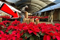 La flor de Nochebuena tiene fama de venenosa, pero esto es lo que realmente ocurre si la ingieren mascotas o niños