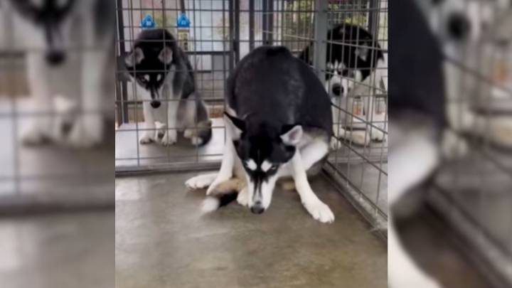 Husky Trembles In Fear After Abandonment At California Shelter For Simply Being “Too Much”