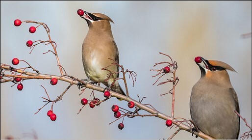 Audubon's Christmas Bird Count needs more volunteers this month