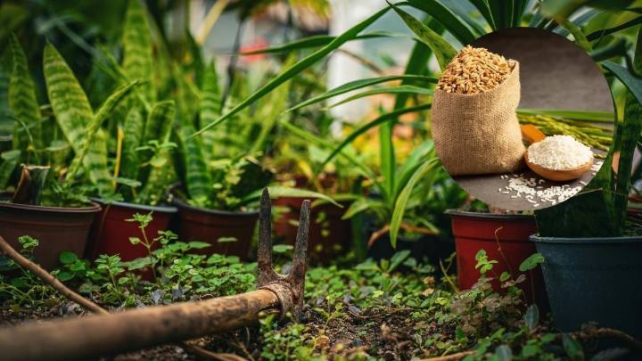 El truco con arroz que acelera el crecimiento del potus y mejora el brillo de sus hojas