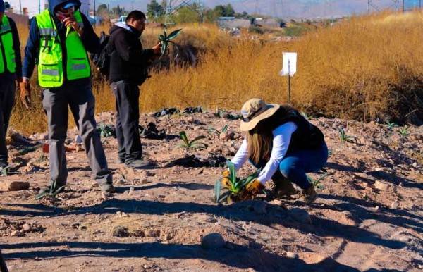Plantan 400 especies nativas en alrededores del Sacramento
