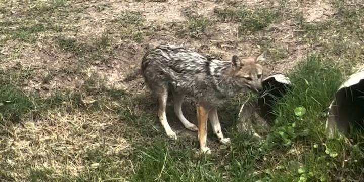 Vecinos de Canning denuncian la presencia de zorros en barrios cerrados y aseguran que atacan mascotas