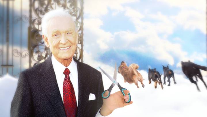 Dogs In Heaven Flee In Terror As Bob Barker Arrives