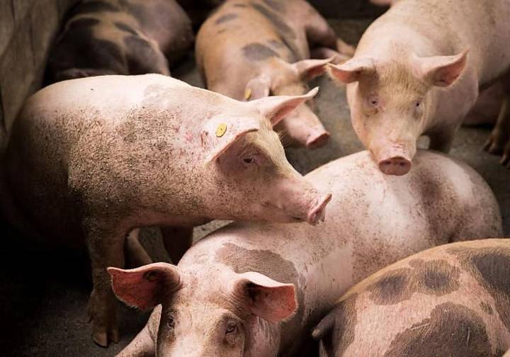 Gipuzkoa, con «esperanza» de que la peste porcina africana no llegue al territorio