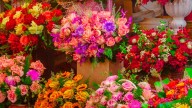 Flores, comercios y ambiente festivo: así será el Mercado de las Flores de El Porvenir