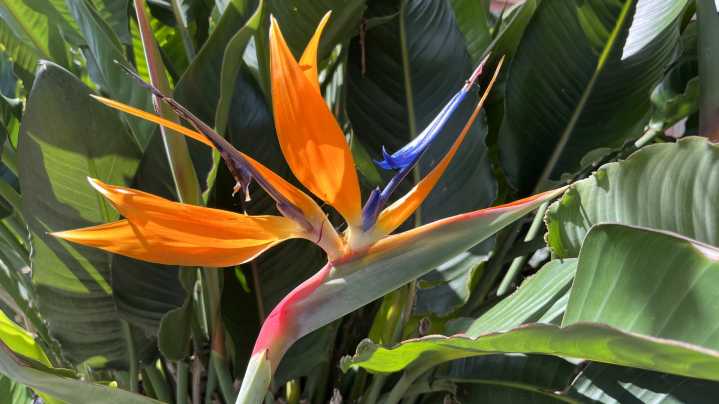 Keep Bird Of Paradise Happy & Healthy For Spring With These Overwintering Tips
