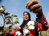 Pakistan’s cotton industry crumbles amid government apathy