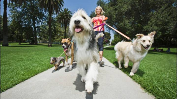 Proposal sent to DE lawmakers asks that dogs walk 3 times a day.