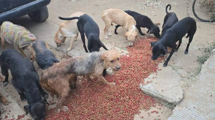 Detienen a un hombre y rescatan a 65 perros por caso de crueldad animal en Oaxaca