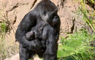 N’djia, a gorilla at the Los Angeles Zoo, is showing off her new baby