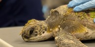 Man pleads guilty to illegally importing green sea turtle head
