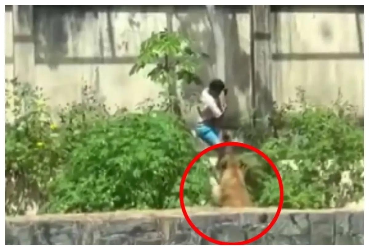 Joven de 19 años muere tras ingresar al recinto de una leona en un zoológico de Brasil