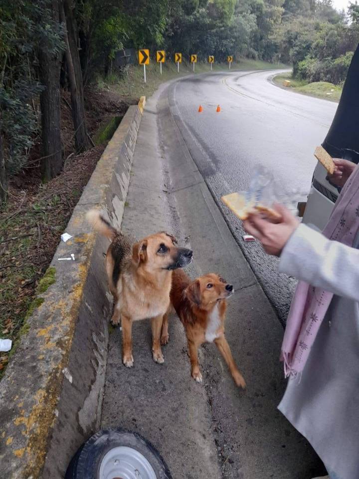 Desalmados abandonaron a caninos