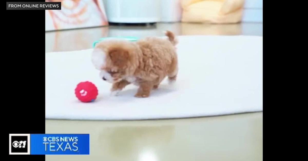 Puppy scam costs family hundreds; Better Business Bureau issues holiday warning