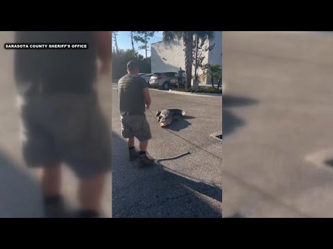 VIDEO: 10-foot alligator caught outside of 7-Eleven in Sarasota County