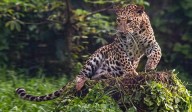 Seven persons injured in leopard attack in Nagpur