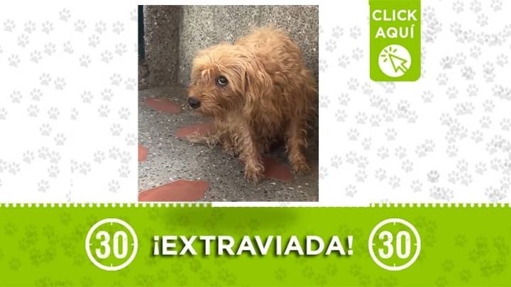 La tímida canela se perdió en Moravia y la vieron por Castilla ¿nos ayudas?