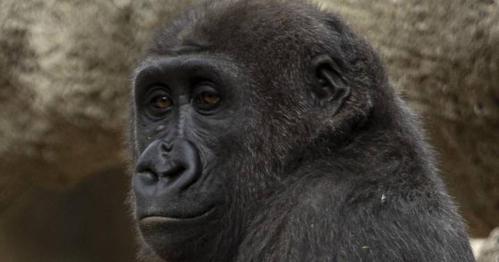 Gorillas arrive at San Antonio Zoo for first time in 35 years