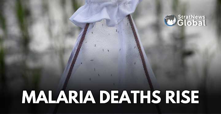 Malaria Deaths Rise Globally In 2024: WHO Report