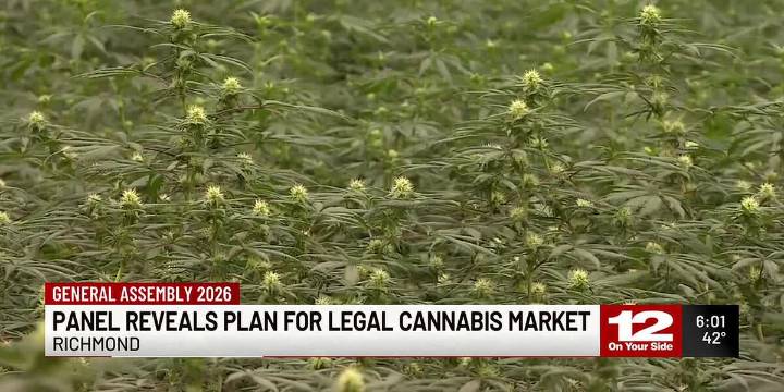 Panel reveals plan for legal cannabis market