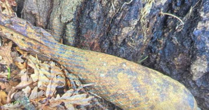 Watch as army blows up historic bomb found near Midland village