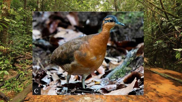 Descubren una nueva especie de ave y ya está amenazada de extinción por la actividad humana