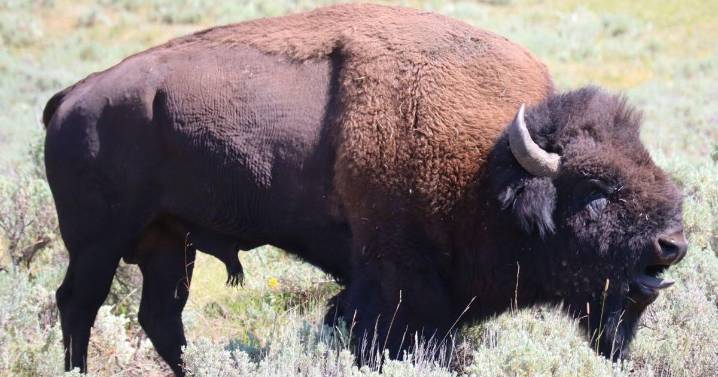 Montana FWP proposes extending hunting of Yellowstone bison in Gardiner Basin