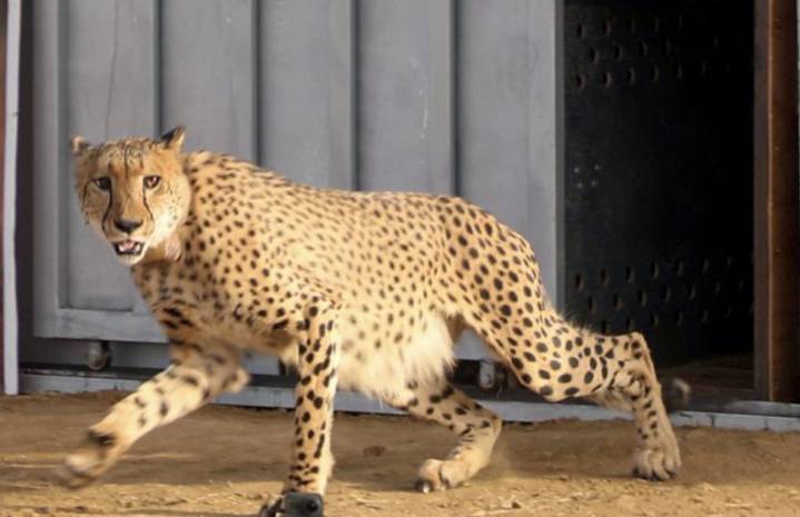 African Female Cheetah And Two Cubs To Be Released In Kuno Open Forest Tomorrow
