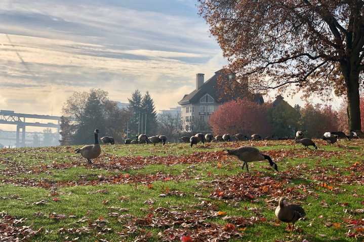 Wednesday may be Portland’s last dry day of the week. Patchy fog to start; high 48