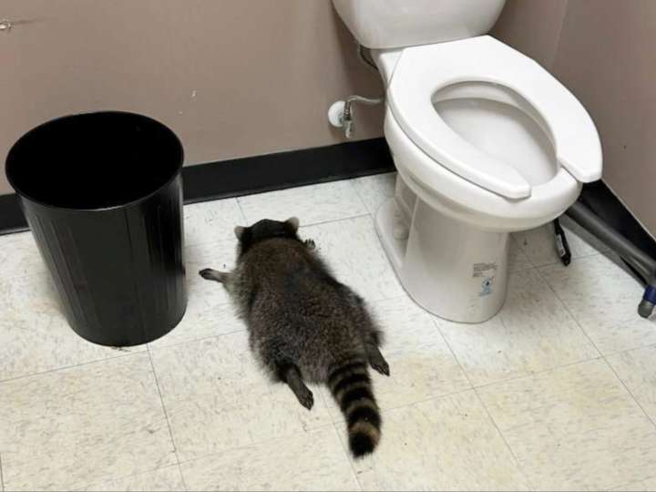 No fueron delincuentes: un mapache salvaje "asaltó" una licorería, bebió alcohol y terminó desmayado en el baño