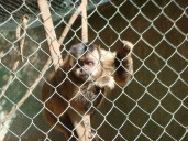 Roban al menos 10 monos, zorros y loros tras un asalto nocturno al zoológico de Castellar