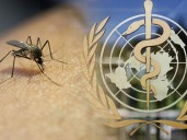 OMS alerta sobre un aumento del número de muertes y casos de malaria