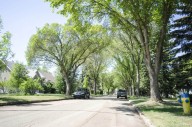 Edmonton plants almost 500k trees and shrubs this year