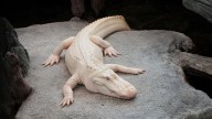 Muere el emblemático cocodrilo albino de EEUU, uno de los únicos 100 conocidos
