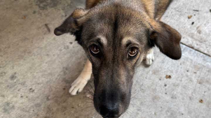 Rescatistas llevarán agenda contra el maltrato animal a foros del Bienestar en Guanajuato